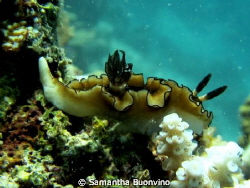 Glossodoris Atromarginata in her elegance and beauty by Samantha Buonvino 